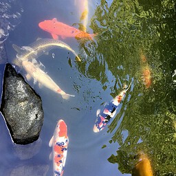 Koi, Japanese Garden, Portland