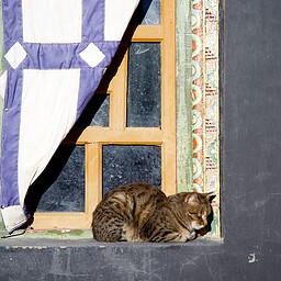 Cat in the Sun, Tibet