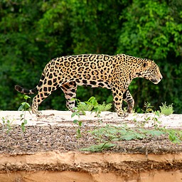 Male Jaguar, The Pantanal