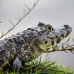 Caiman Portrait, The Pantanal