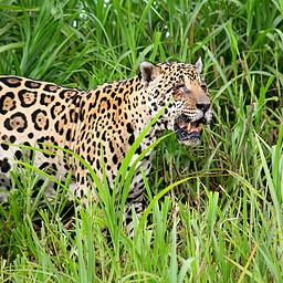 Old Scarface, The Pantanal