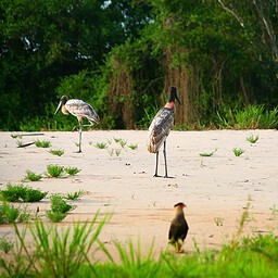 Jabiru Storks on Riverbank, The Pantanal