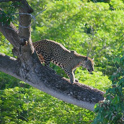 Tree Janguar, The Pantanal