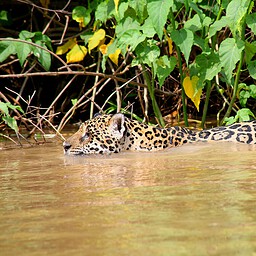 River Hunt, The Pantanal