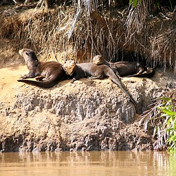 Giant River Otters, The Pantanal