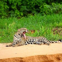 Jaguar Yawn, The Pantanal