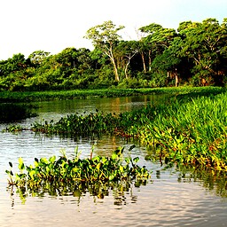Tranquil River, The Pantanal