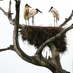 Storks and Parakeets, The Pantanal