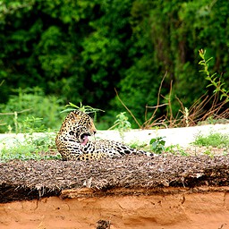 Jaguar Grooming, The Pantanal