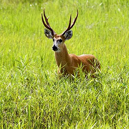 Marsh Deer, The Pantanal