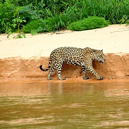 Female Jaguar, The Pantanal